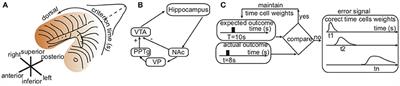 A Population-Based Model of the Temporal Memory in the Hippocampus